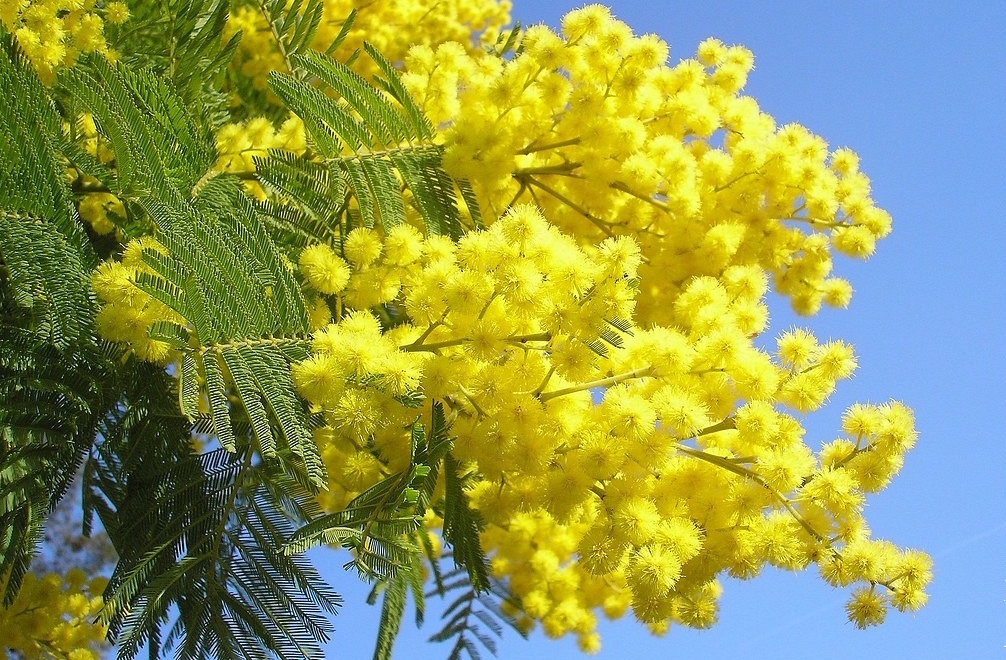 Mimosa: non solo per la Festa della Donna