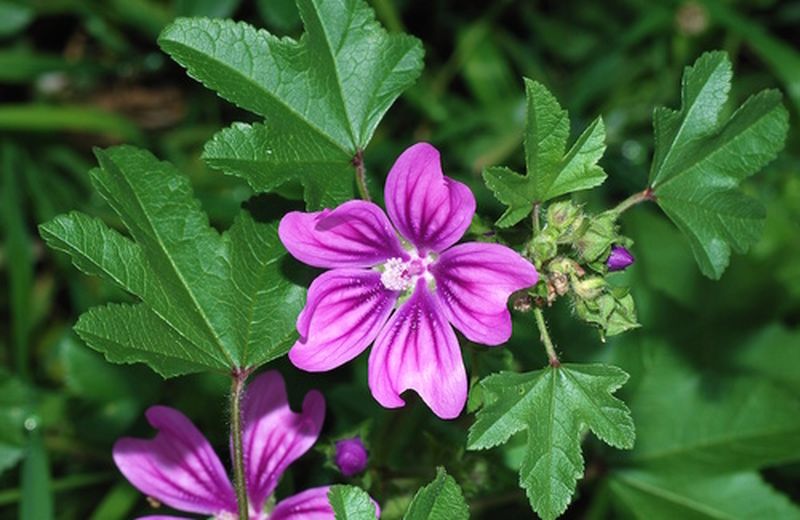 La Malva, simbolo dell’amore materno