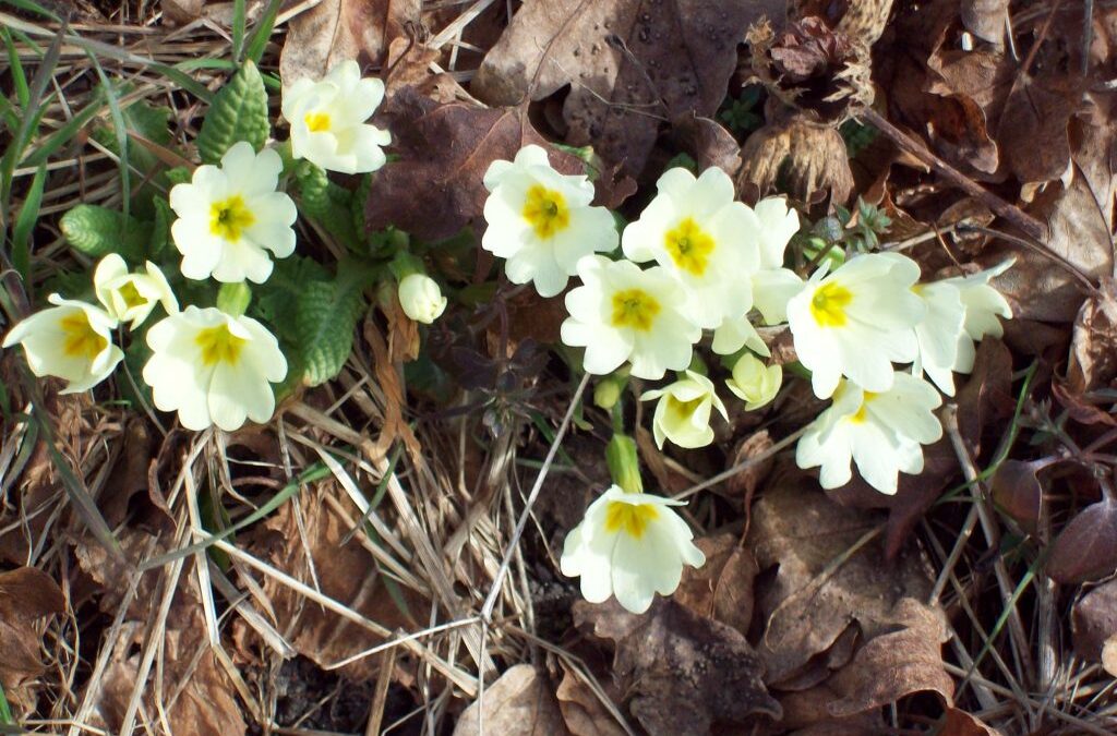 Le Primule, messaggere di primavera