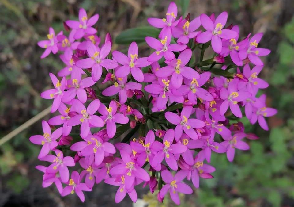 Centaurium erythraea: la Brundulija