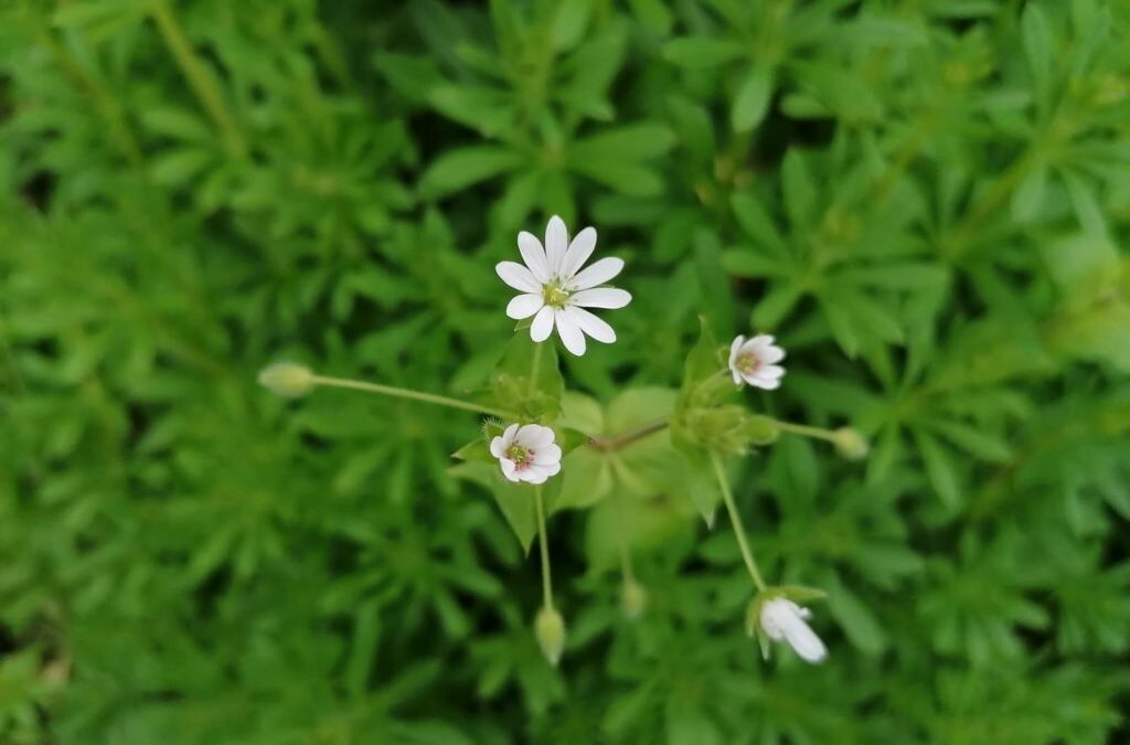 Cronache fotografiche dal prato: la Stellaria