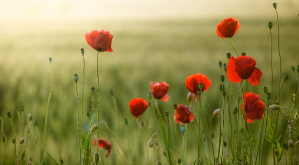 Il Rosolaccio e il Papavero (Papaver rhoeas L. – Papaver somniferum L.)