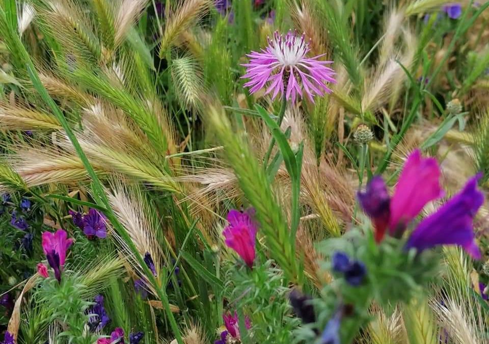 Cronache botaniche dal prato: osservazioni urbane