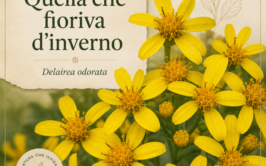 Aurelia, quella che fioriva d’inverno